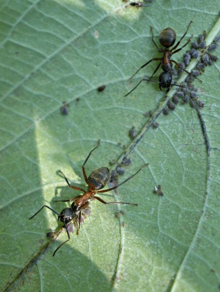 Ants in outlet garden
